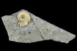 Fossil Ammonite (Promicroceras) - Lyme Regis #110704-1